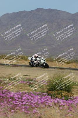 media/Feb-04-2023-SoCal Trackdays (Sat) [[8a776bf2c3]]/Turn 15 Inside Blooming (1050am)/